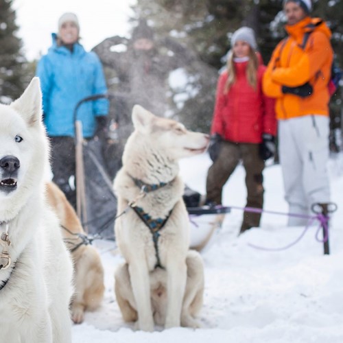 dog_sledding_great_divide_trail.jpg