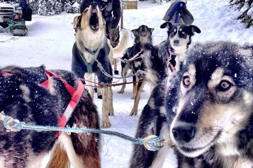 Dog sledding in Banff