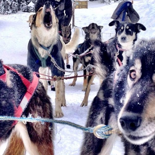 dogsled-dogs-moment-banff-alberta.jpg