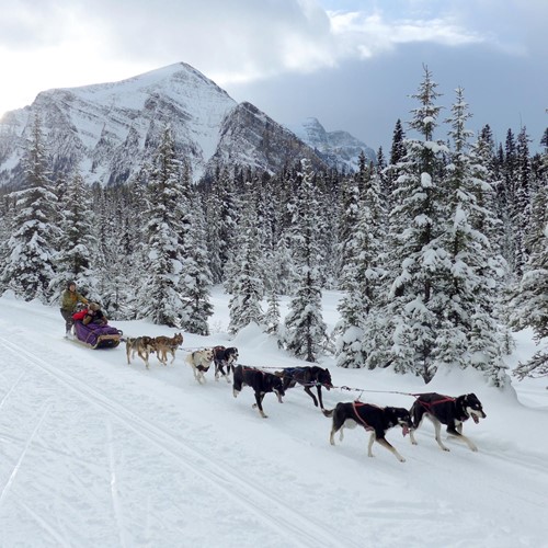 dogsled-great-divide-trail-moment-banff-alberta.jpg