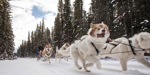 dogsled-hero-banff-alberta.jpeg