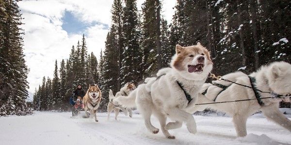 Dog Sledding In Banff And Lake Louise