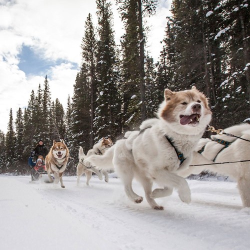 dogsled-hero-banff-alberta.jpeg