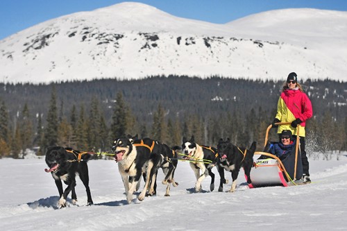 trysil-dog-sledding