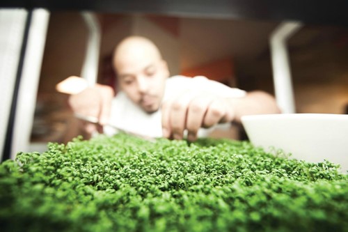 Sidecut chef pruning his greens