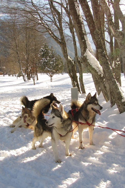 Chamonix ski weekends France husky sledding