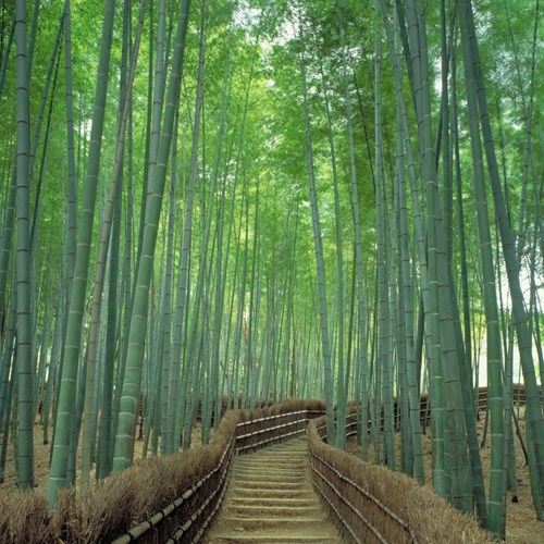 JNTO, bamboo forest, Kyoto holiday