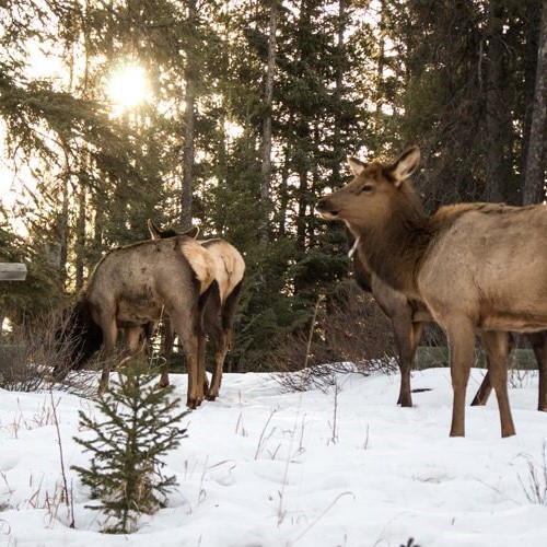 Spring wildlife in Banff