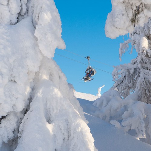 snow covered trees in Trysil