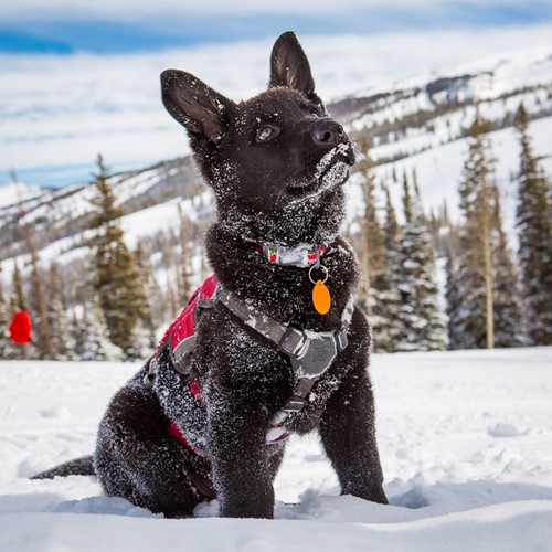 Aspen Snowmass rescue dog