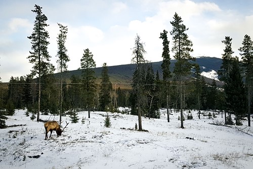 Elk in Banff national park, Alberta