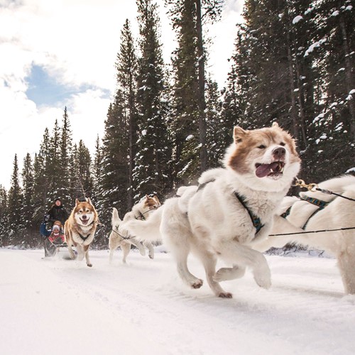 husky sledding on New Year's Day in Banff, Canada